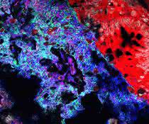 Mucispirillum (grün) und Salmonella (pink) im Darmlumen von Mäusen. Andere Bakterien sind in blau, das Darmepithel in rot dargestellt.