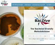 Screenshot BacDive-Datenbank