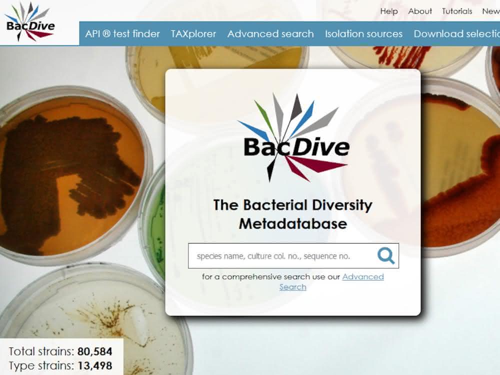 Screenshot BacDive-Datenbank