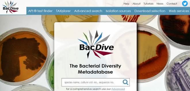 Screenshot BacDive-Datenbank