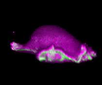 Eine Zelle bewegt sich vorwärts: Dort, wo sich ihre Scheinfüßchen krümmen, lagern sich IBAR-Proteine (pink) an. Dadurch kann die Zelle das Protein Aktin (grün) lokal aufbauen und Scheinfüßchen bilden.