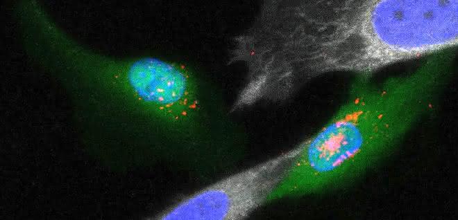Erkennung von Zielzellen durch virusmimetische Nanopartikel in Zellgemischen. Nanoteilchen (rot) werden lediglich von Zielzellen (grün) aufgenommen, die neben dem Rezeptor für die Aufnahme über das Enzym zur Aktivierung verfügen. Zellen, die nur den Rezeptor aber nicht das Enzym tragen (grau), sind dazu nicht in der Lage. (Fluoreszenzmikroskopische Aufnahme mit blauer Färbung der Zellkerne.) Erkennung von Zielzellen durch virusmimetische Nanopartikel in Zellgemischen.