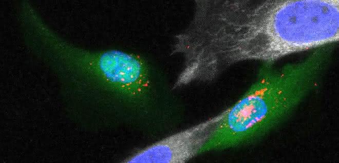 Erkennung von Zielzellen durch virusmimetische Nanopartikel in Zellgemischen.