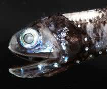Der Laternenfisch besitzt Leuchtorgane und eine erhöhte Anzahl an Rhodopsin-Genen.