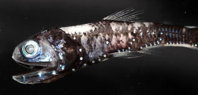 Der Laternenfisch besitzt Leuchtorgane und eine erhöhte Anzahl an Rhodopsin-Genen. Der Laternenfisch besitzt Leuchtorgane und eine erhöhte Anzahl an Rhodopsin-Genen.