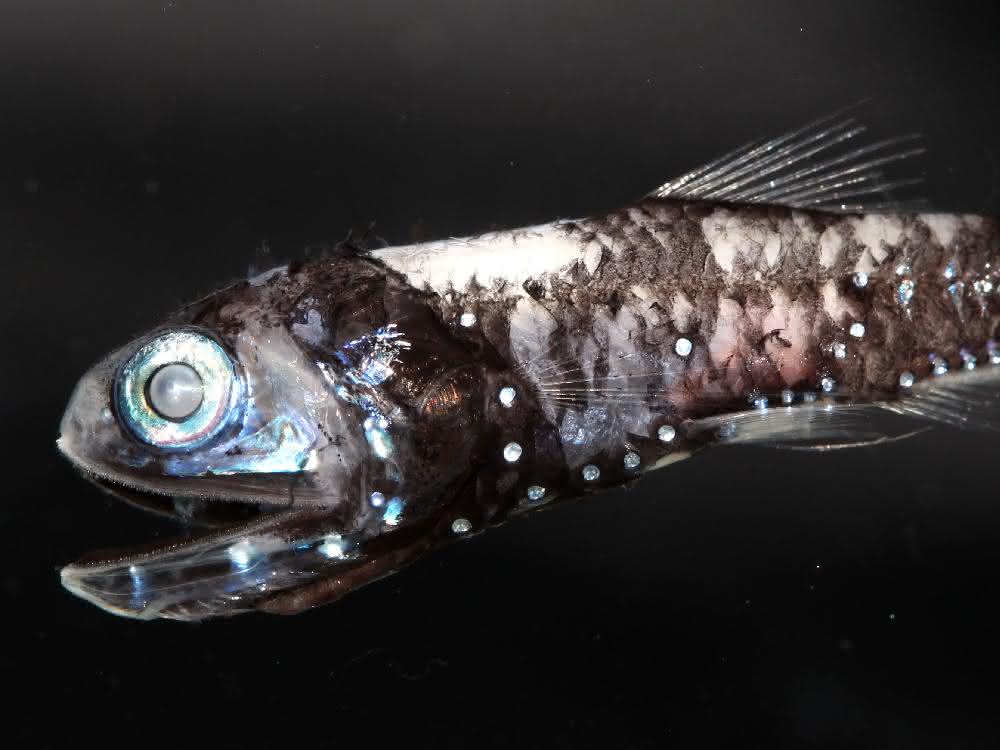 Der Laternenfisch besitzt Leuchtorgane und eine erhöhte Anzahl an Rhodopsin-Genen.