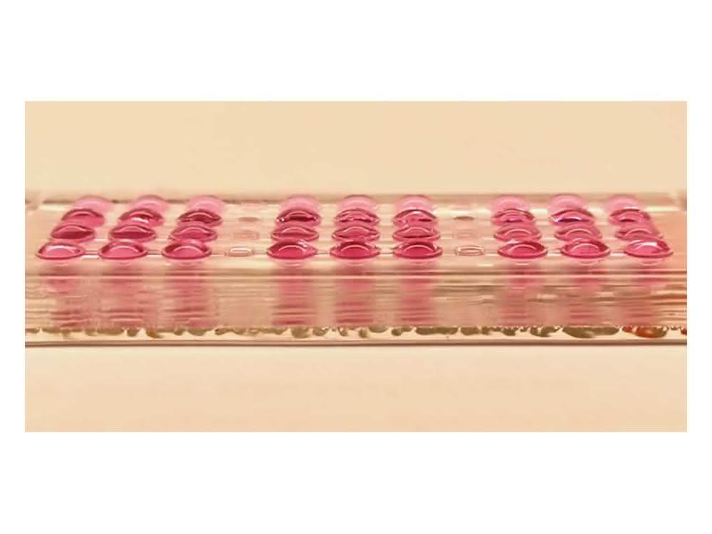 Ein Chip mit vier Reihen des neuen Embryotoxizitätstests.
