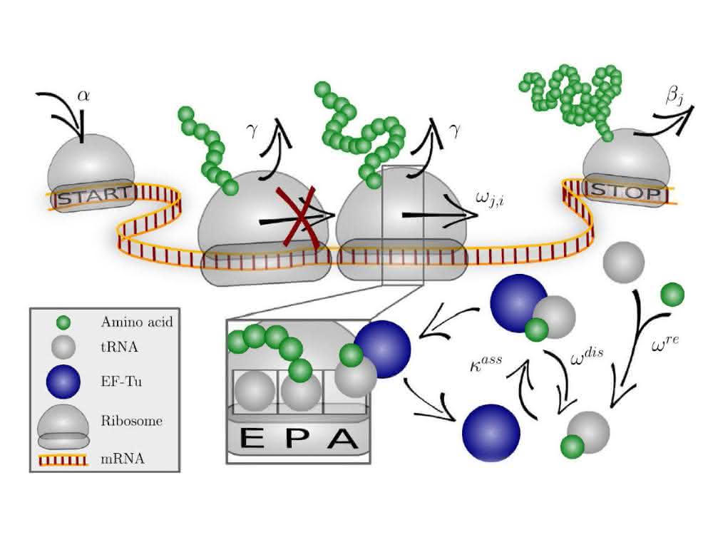 Das Codon-spezifische Elongationsmodell (COSEM) simuliert die Proteinsynthese. Das Codon-spezifische Elongationsmodell (COSEM) simuliert die Proteinsynthese.