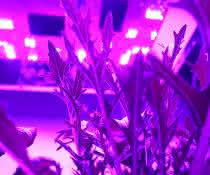 Spezielle UV-LEDs werden in der Gemüsezucht eingesetzt. Sie stimulieren die Pflanzen, besonders viele wertvolle sekundäre Pflanzenstoffe zu produzieren. Spezielle UV-LEDs werden in der Gemüsezucht eingesetzt. Sie stimulieren die Pflanzen, besonders viele wertvolle sekundäre Pflanzenstoffe zu produzieren.