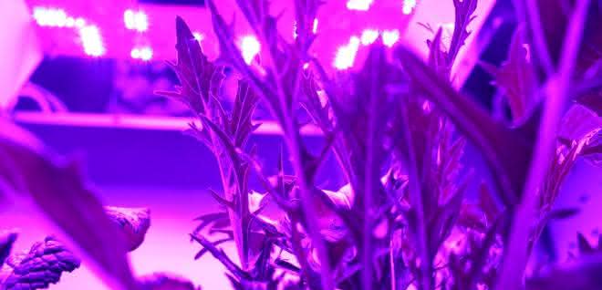 Spezielle UV-LEDs werden in der Gemüsezucht eingesetzt. Sie stimulieren die Pflanzen, besonders viele wertvolle sekundäre Pflanzenstoffe zu produzieren. Spezielle UV-LEDs werden in der Gemüsezucht eingesetzt. Sie stimulieren die Pflanzen, besonders viele wertvolle sekundäre Pflanzenstoffe zu produzieren.