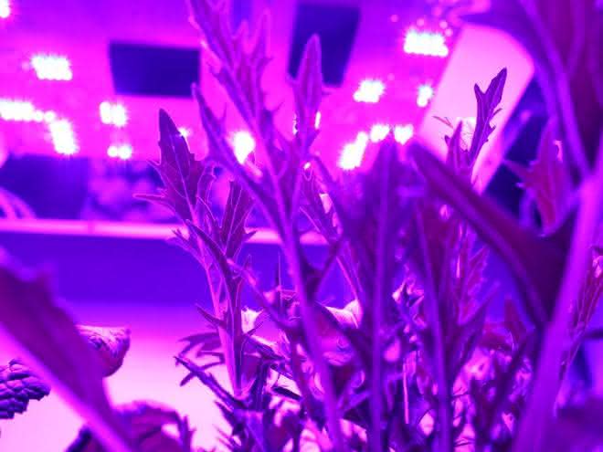 Spezielle UV-LEDs werden in der Gemüsezucht eingesetzt. Sie stimulieren die Pflanzen, besonders viele wertvolle sekundäre Pflanzenstoffe zu produzieren. Spezielle UV-LEDs werden in der Gemüsezucht eingesetzt. Sie stimulieren die Pflanzen, besonders viele wertvolle sekundäre Pflanzenstoffe zu produzieren.