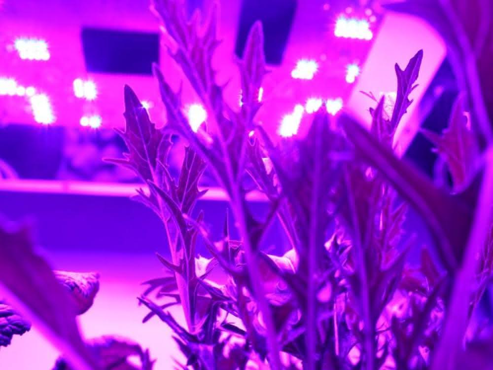 Spezielle UV-LEDs werden in der Gemüsezucht eingesetzt. Sie stimulieren die Pflanzen, besonders viele wertvolle sekundäre Pflanzenstoffe zu produzieren.
