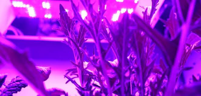 Spezielle UV-LEDs werden in der Gemüsezucht eingesetzt. Sie stimulieren die Pflanzen, besonders viele wertvolle sekundäre Pflanzenstoffe zu produzieren.