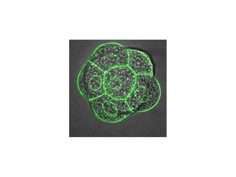 Einzelne embyonale Zellen werden durch ihre Zellmembranen dargestellt. Der kleine innere Kreis zeigt die Kernlamelle, in dem sich das Genom befestigt.