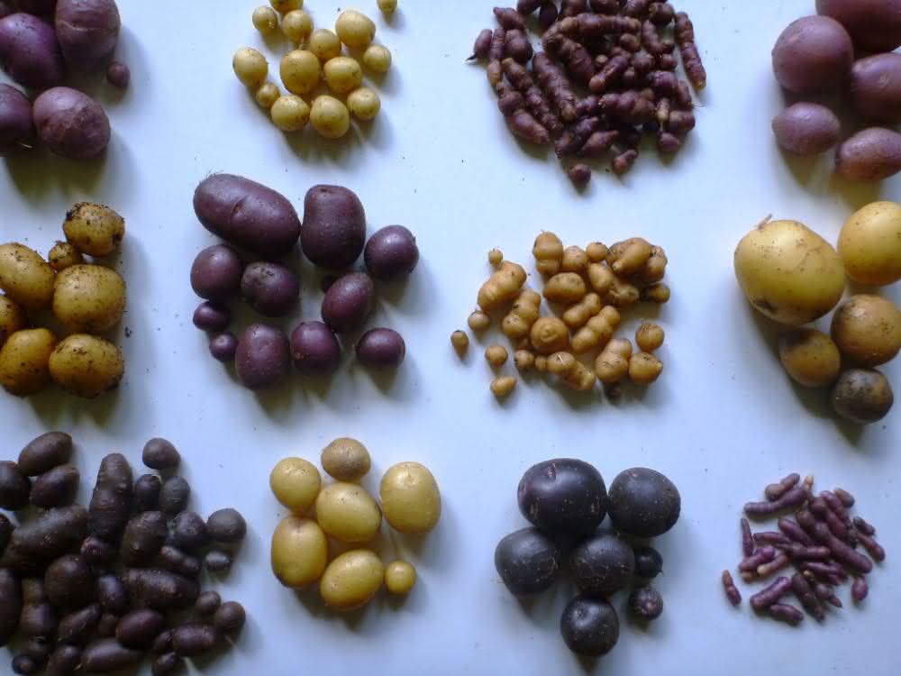 Verschiedene Kartoffelsorten