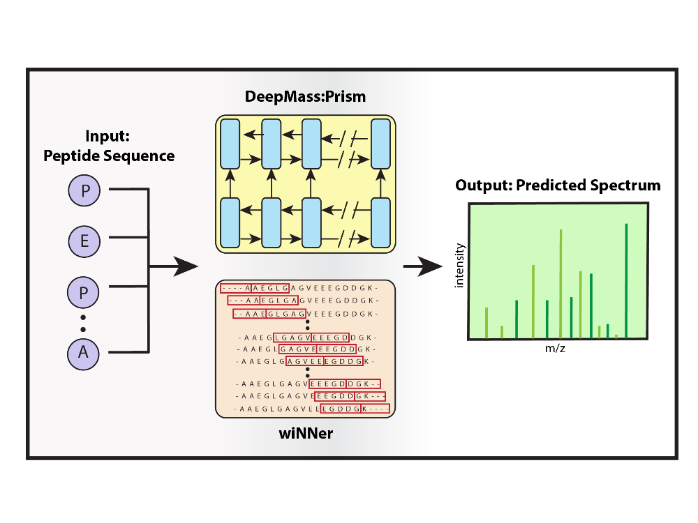 DeepMass:Prism, ein Deep-Learning-Ansatz mit bidirektionaler, rekurrenter neuronaler Netzwerkarchitektur (RNN) zur Vorhersage von Fragmentintensitäten.