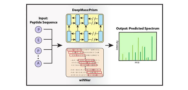 DeepMass:Prism, ein Deep-Learning-Ansatz mit bidirektionaler, rekurrenter neuronaler Netzwerkarchitektur (RNN) zur Vorhersage von Fragmentintensitäten.