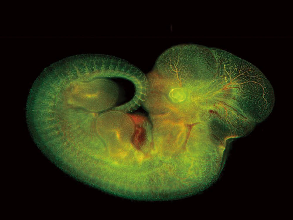 Imaging: Kompaktes Fluoreszenzmikroskop mit integrierter Dunkelkammer