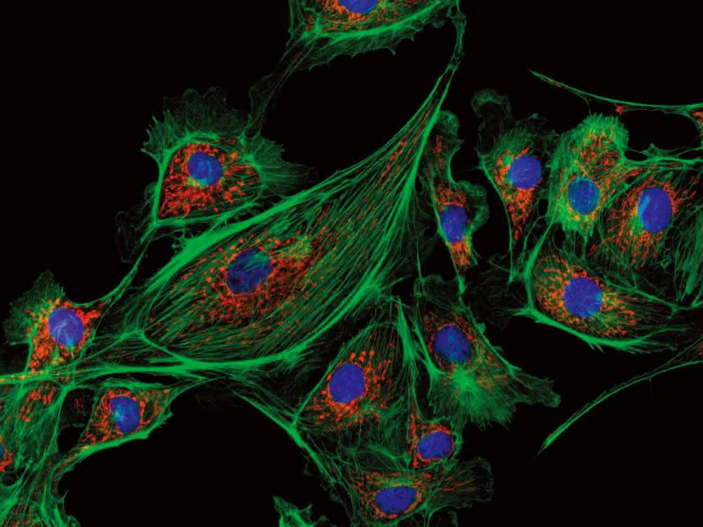 Imaging: Kompaktes Fluoreszenzmikroskop mit integrierter Dunkelkammer