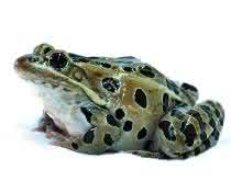 Gehirnaktivitäten des Leopardfrosches, die durch unterschiedliche akustische Signale ausgelöst werden, standen im Mittelpunkt der Studie. Gehirnaktivitäten des Leopardfrosches, die durch unterschiedliche akustische Signale ausgelöst werden, standen im Mittelpunkt der Studie.