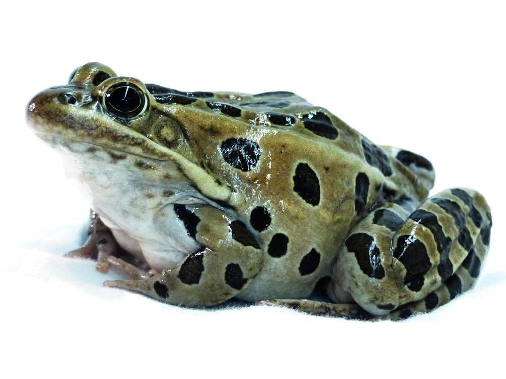 Gehirnaktivitäten des Leopardfrosches, die durch unterschiedliche akustische Signale ausgelöst werden,  standen im Mittelpunkt der Studie.