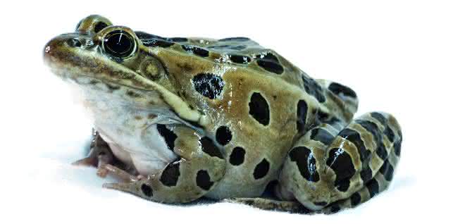 Gehirnaktivitäten des Leopardfrosches, die durch unterschiedliche akustische Signale ausgelöst werden,  standen im Mittelpunkt der Studie.