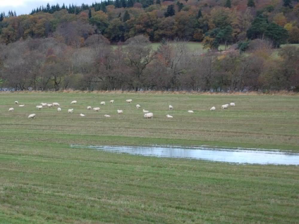 Nutztierhaltungen sind ein Eintragspfad für Fäkalkeime in Landschaften und Gewässer.