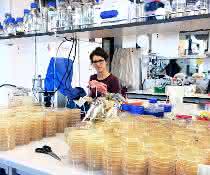 Tanita Wein untersuchte in ihrer Promotionsarbeit am Beispiel des Bakteriums Escherichia coli, wie sich Plasmide in Abwesenheit eines Selektionsdrucks entwickeln.