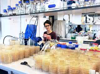 Tanita Wein untersuchte in ihrer Promotionsarbeit am Beispiel des Bakteriums Escherichia coli, wie sich Plasmide in Abwesenheit eines Selektionsdrucks entwickeln. Tanita Wein untersuchte in ihrer Promotionsarbeit am Beispiel des Bakteriums Escherichia coli, wie sich Plasmide in Abwesenheit eines Selektionsdrucks entwickeln.