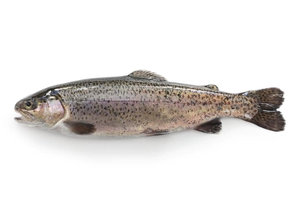 Um einen Fisch als Schwarzwaldforelle in den Verkehr zu bringen, muss dieser nach den in den entsprechenden EU-Verordnungen niedergelegten Regeln erzeugt werden. Um einen Fisch als Schwarzwaldforelle in den Verkehr zu bringen, muss dieser nach den in den entsprechenden EU-Verordnungen niedergelegten Regeln erzeugt werden.