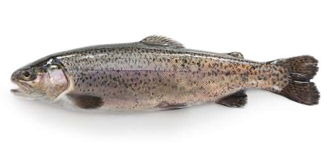 Um einen Fisch als Schwarzwaldforelle in den Verkehr zu bringen, muss dieser nach den in den entsprechenden EU-Verordnungen niedergelegten Regeln erzeugt werden.
