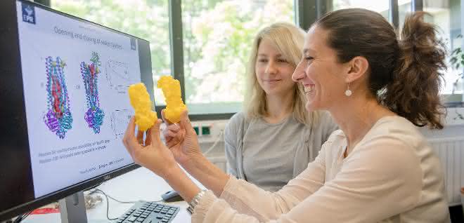 Enrica Bordignon (vorn) und Svetlana Kucher mit einem Modell des Transportproteins, das sie untersucht haben. Enrica Bordignon (vorn) und Svetlana Kucher mit einem Modell des Transportproteins, das sie untersucht haben.