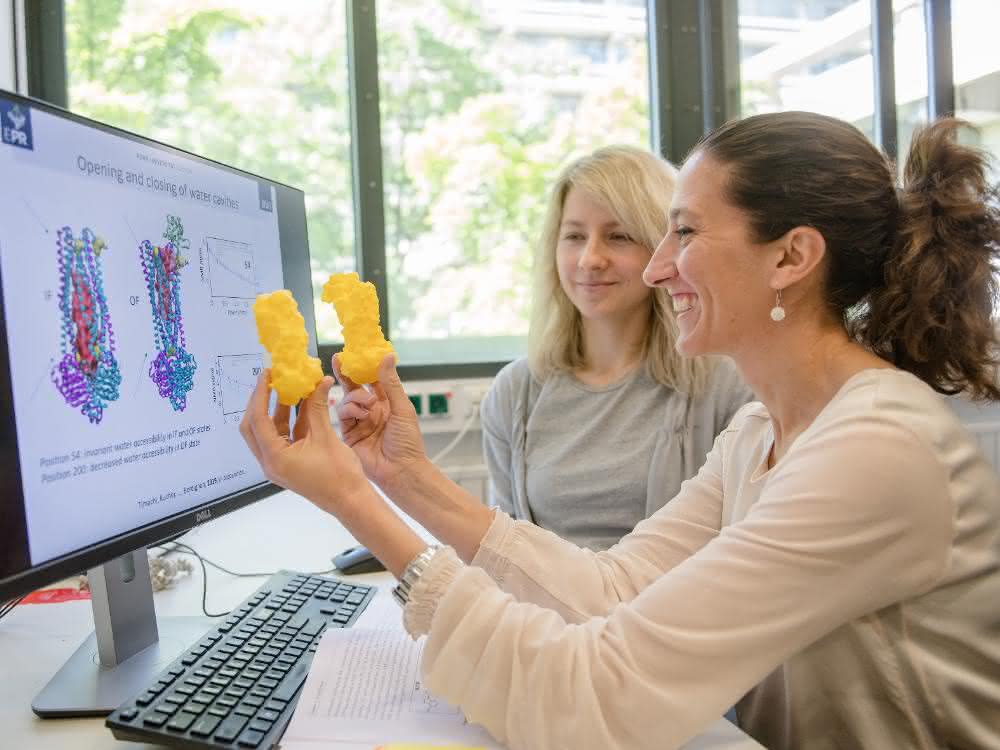 Enrica Bordignon (vorn) und Svetlana Kucher mit einem Modell des Transportproteins, das sie untersucht haben.