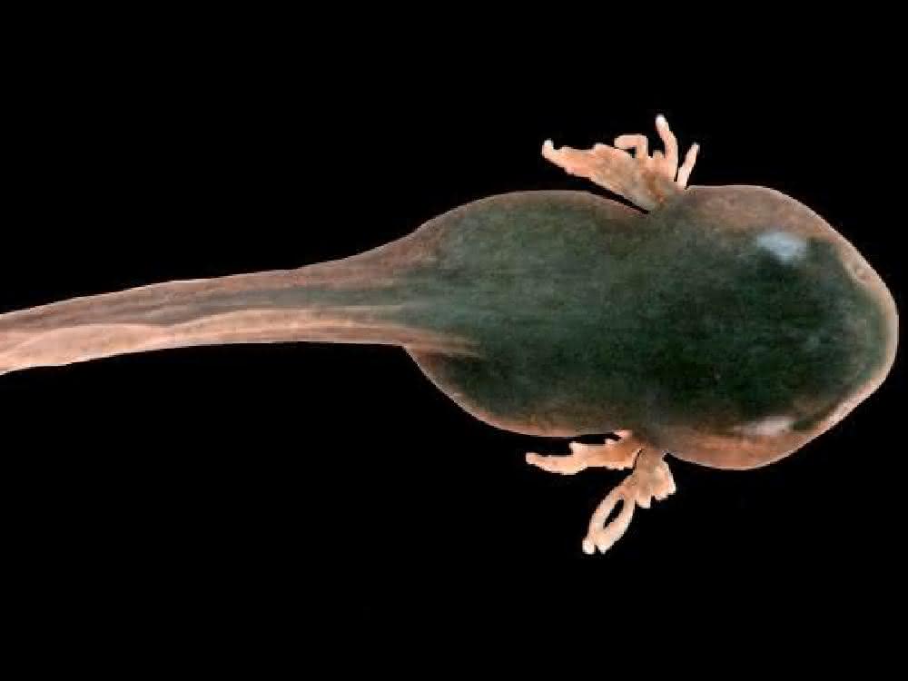 Kaulquappe des Grasfrosches (Rana temporaria).