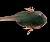 Kaulquappe des Grasfrosches (Rana temporaria).