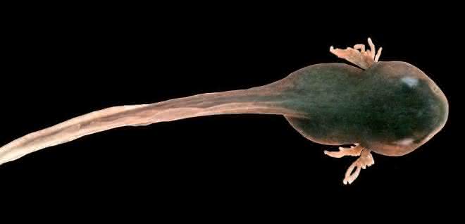 Kaulquappe des Grasfrosches (Rana temporaria).