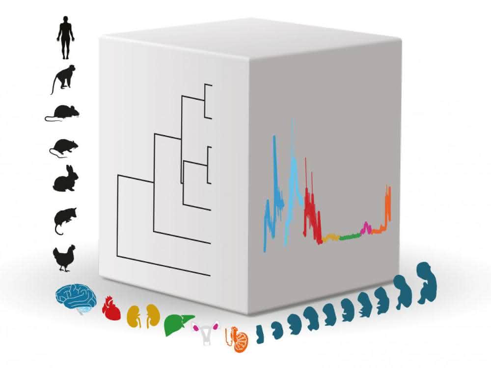 Drei biologischen Dimensionen der Arbeiten: Spezies, Organe, Entwicklungsstadien. ... Würfel mit drei Dimensionen