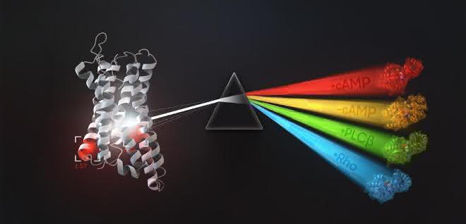 Die Grafik zeigt, welche G-Proteine an bestimmte G-Protein-gekoppelte Rezeptoren (GPCRs) binden und wie diese wiederum mit Signalereignissen zusammenhängen.