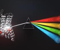 Die Grafik zeigt, welche G-Proteine an bestimmte G-Protein-gekoppelte Rezeptoren (GPCRs) binden und wie diese wiederum mit Signalereignissen zusammenhängen.
