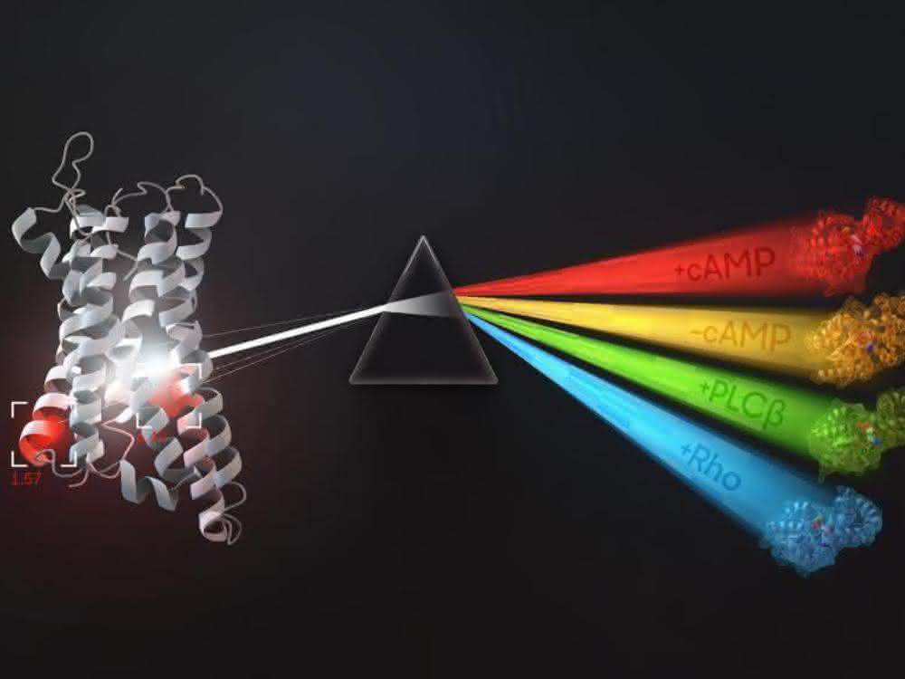 Die Grafik zeigt, welche G-Proteine an bestimmte G-Protein-gekoppelte Rezeptoren (GPCRs) binden und wie diese wiederum mit Signalereignissen zusammenhängen.