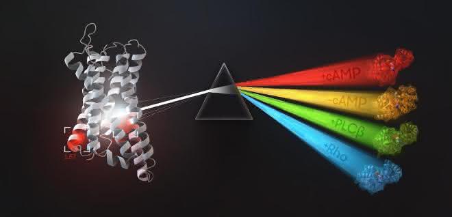 Die Grafik zeigt, welche G-Proteine an bestimmte G-Protein-gekoppelte Rezeptoren (GPCRs) binden und wie diese wiederum mit Signalereignissen zusammenhängen.