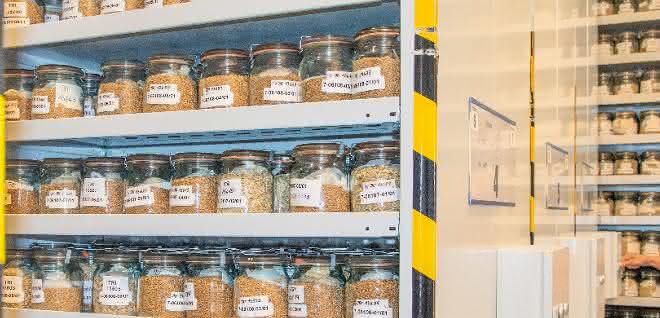 Akzessionen in der bundeszentralen Ex-situ-Genbank für landwirtschaftliche und gartenbauliche Kulturpflanzen in Gatersleben. Akzessionen in der bundeszentralen Ex-situ-Genbank für landwirtschaftliche und gartenbauliche Kulturpflanzen in Gatersleben.