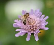 Wiesenkräuter wie die Witwenblume bieten nicht nur Honigbienen, sondern auch Wildinsekten reichhaltige Nahrung.