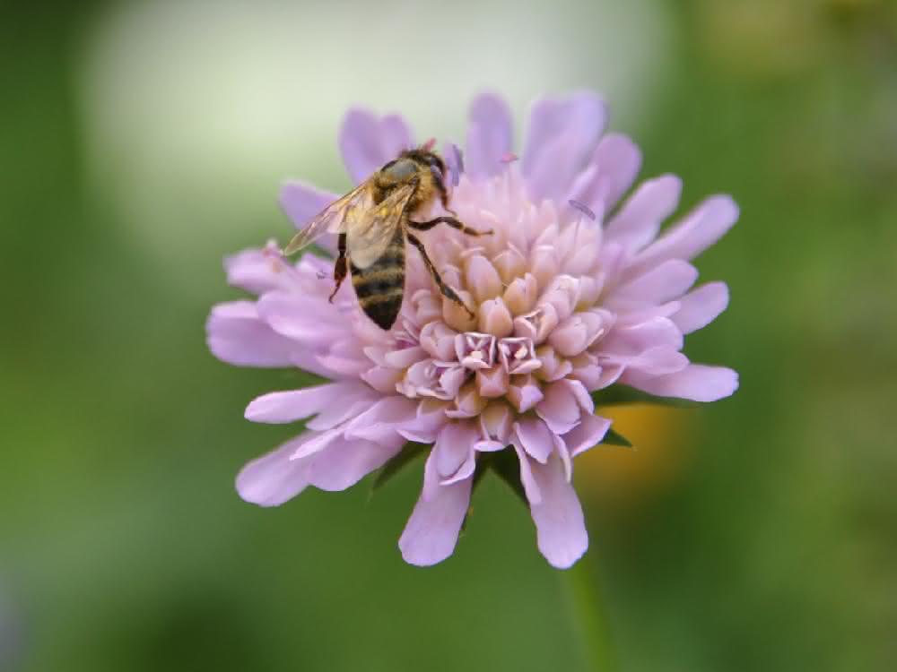 Wiesenkräuter wie die Witwenblume bieten nicht nur Honigbienen, sondern auch Wildinsekten reichhaltige Nahrung.