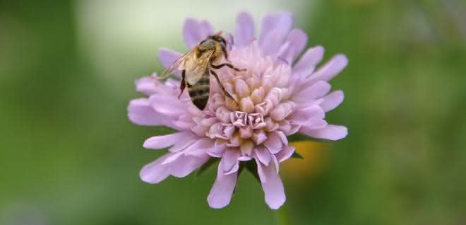 Wiesenkräuter wie die Witwenblume bieten nicht nur Honigbienen, sondern auch Wildinsekten reichhaltige Nahrung.
