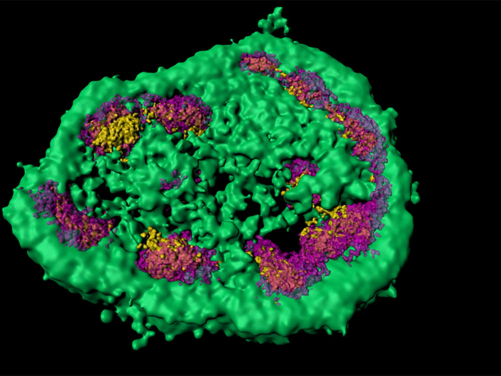 Superauflösende Lichtmikroskopie zeigt, dass der Nukleolus aus verschiedenen membranlosen Zonen besteht (hier: grün, magenta und gelb). Fehlgefaltete Protein lagern vorübergehend im grünen Bereich.