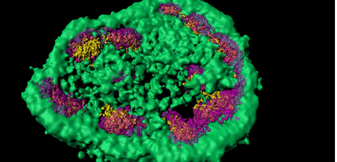 Superauflösende Lichtmikroskopie zeigt, dass der Nukleolus aus verschiedenen membranlosen Zonen besteht (hier: grün, magenta und gelb). Fehlgefaltete Protein lagern vorübergehend im grünen Bereich.