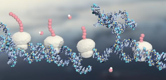 Schema von der Proteinsynthese in der Zelle: Die Ribosomen (weiß) übersetzen die mRNA (blau) in Proteine (rosa). Schema von der Proteinsynthese in der Zelle.