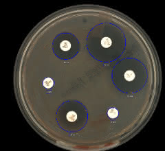 Bild 3: RAST – E. coli aus positiver Blutkulturflasche, Müller-Hinton-Agar, sechs Stunden Inkubation bei 35 °C mit ausgemessenen Hemmhöfen. Bild 3: RAST – E. coli aus positiver Blutkulturflasche, Müller-Hinton-Agar, sechs Stunden Inkubation bei 35 °C mit ausgemessenen Hemmhöfen.