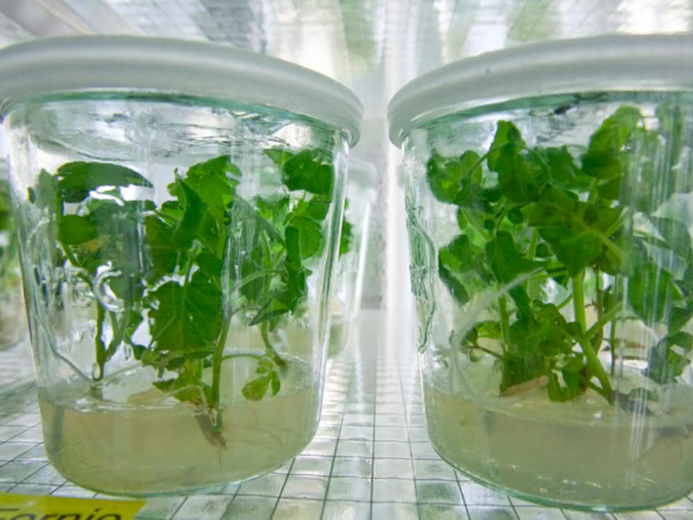 Molekulare Pflanzenphysiologie: Regulation aus der Ferne: Wie Gene aus Blattzellen das Wurzelwachstum beeinflussen Molekulare Pflanzenphysiologie: Regulation aus der Ferne: Wie Gene aus Blattzellen das Wurzelwachstum beeinflussen